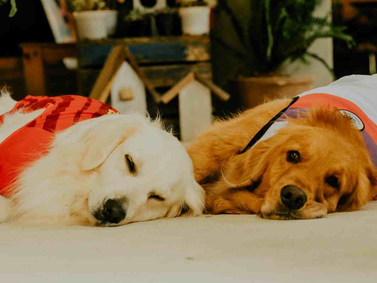 cani stesi in casa
