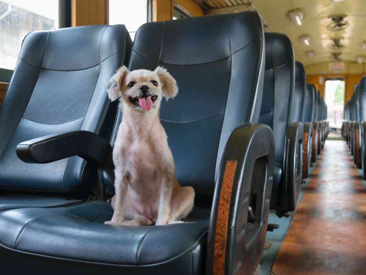 cane seduto in un treno