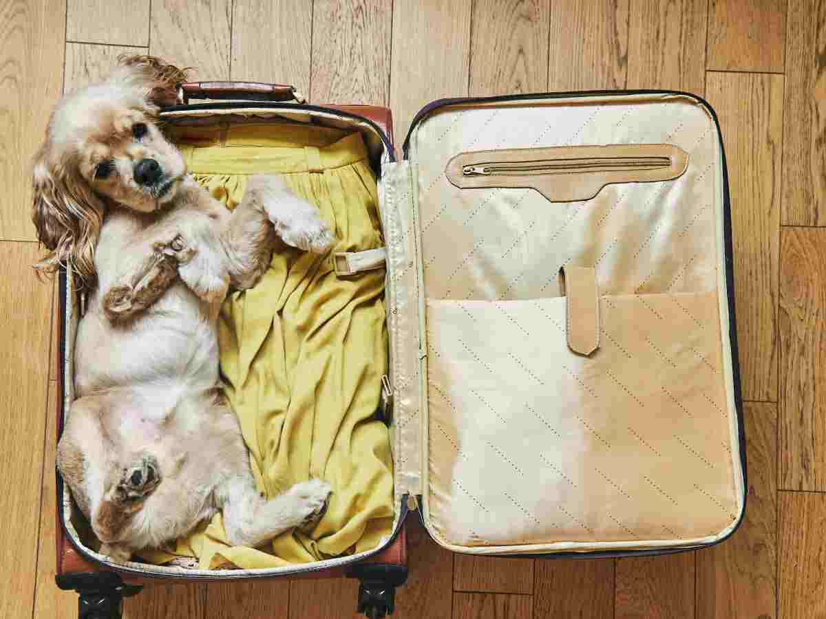 un cane steso in valigia