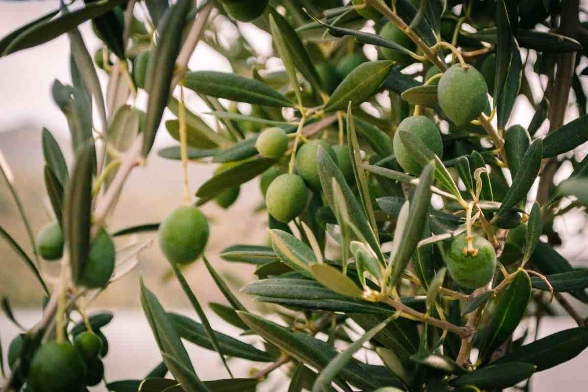 Olivo abbandonato