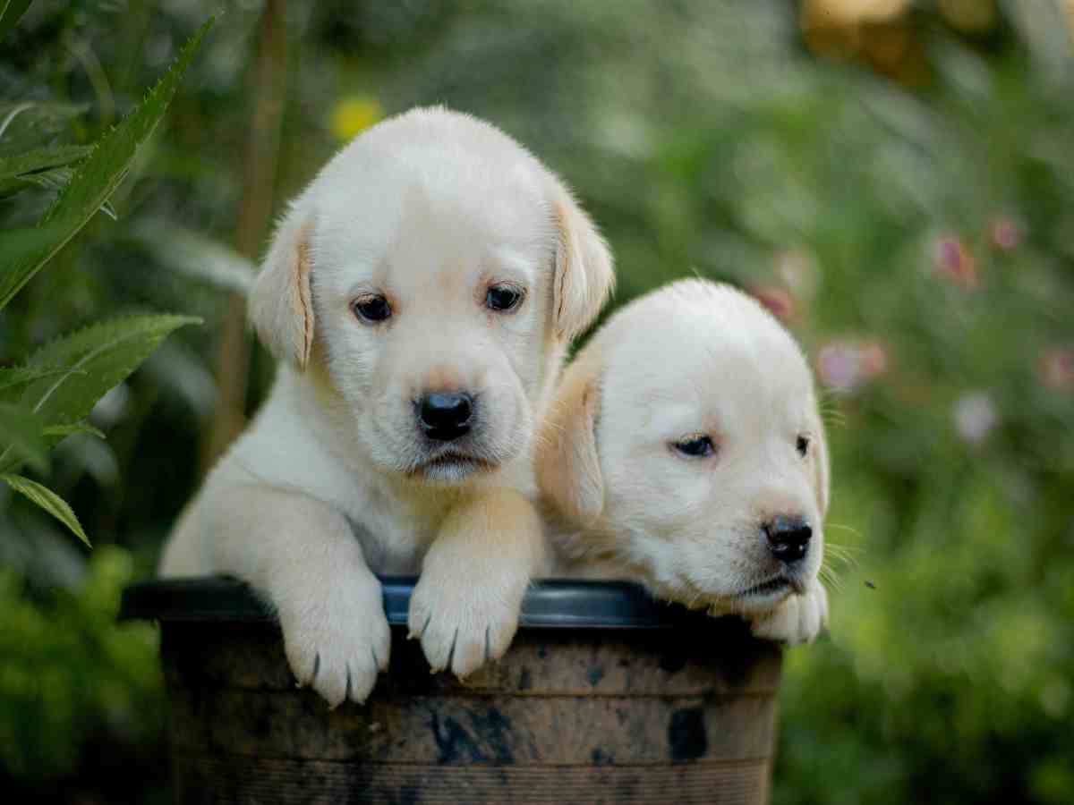 due cuccioli in una tinozza