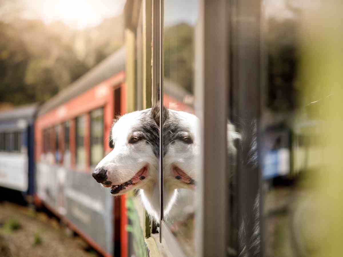 cane affacciato dal finestrino di un treno
